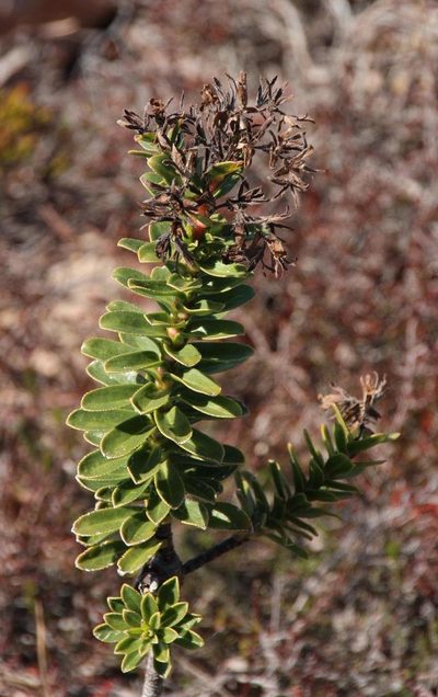 Lobostemon daltonii, photographed by Tony Rebelo