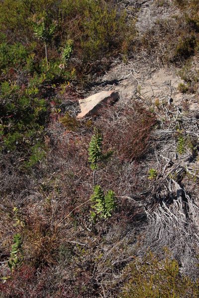 Lobostemon daltonii, photographed by Tony Rebelo
