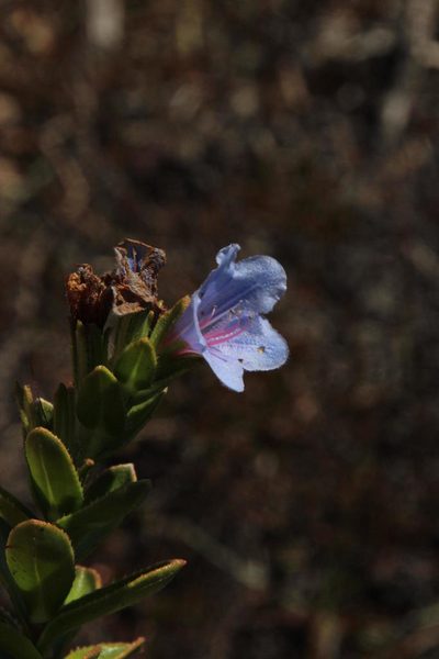 Lobostemon daltonii, photographed by Tony Rebelo