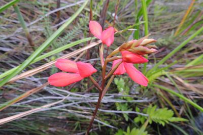 Disa cardinalis, photographed by jillblignaut
