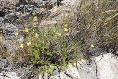 Ursinia heterodonta, photographed by jillblignaut