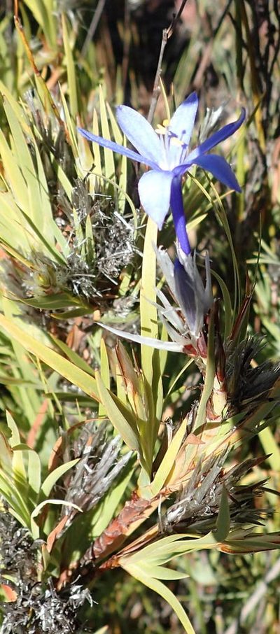 Nivenia inaequalis, photographed by Nicola van Berkel