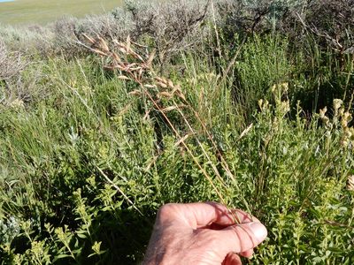 Poa wheeleri, photographed by Matt Lavin