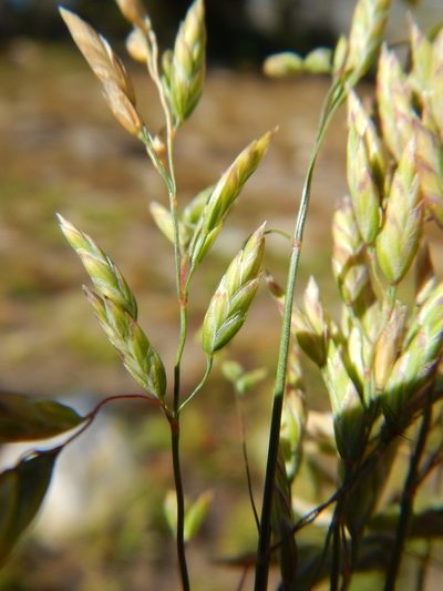 Poa wheeleri, photographed by Matt Lavin