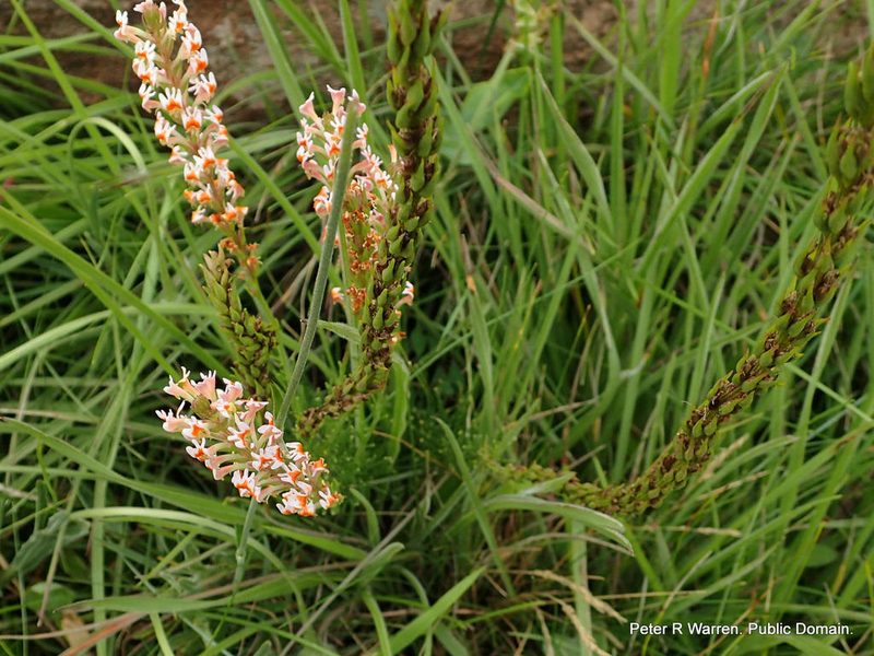 Hebenstretia dura, photographed by Peter Warren