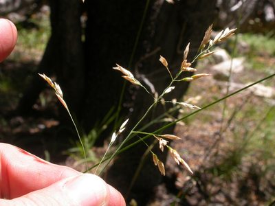 Poa wheeleri, photographed by Matt Lavin