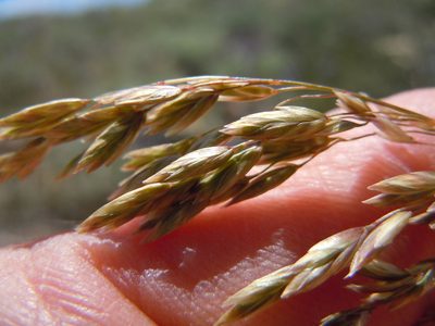 Poa wheeleri, photographed by Matt Lavin