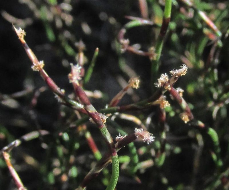 Restio duthieae, photographed by douglaseustonbrown