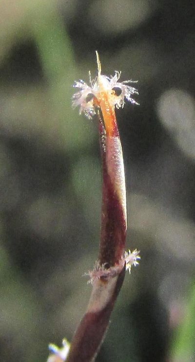 Restio duthieae, photographed by douglaseustonbrown