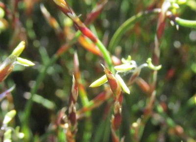 Restio duthieae, photographed by douglaseustonbrown