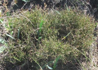 Restio duthieae, photographed by douglaseustonbrown