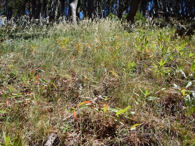 Poa wheeleri, photographed by Matt Lavin