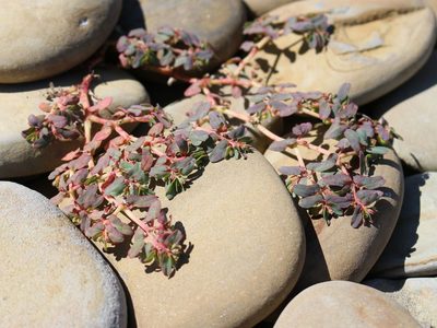 Euphorbia peplis, photographed by Юрий Данилевский (Yuriy Danilevsky)