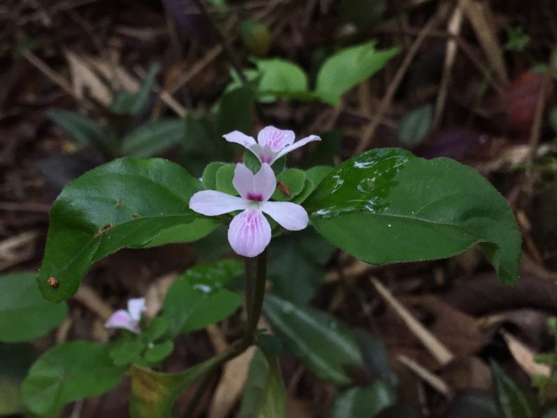 Stenandrium mandioccanum, photographed by B. Phalan