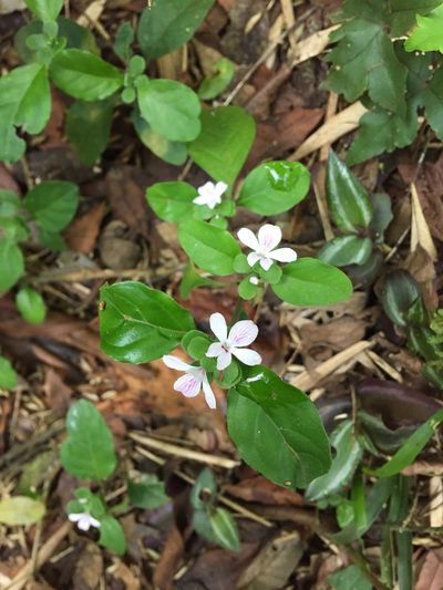 Stenandrium mandioccanum, photographed by B. Phalan