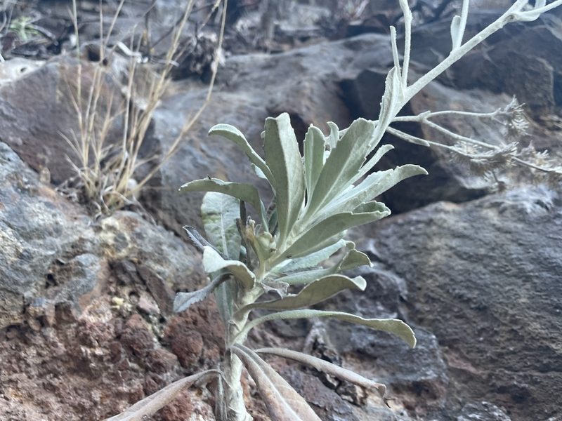 Hazardia detonsa, photographed by Jim Riley