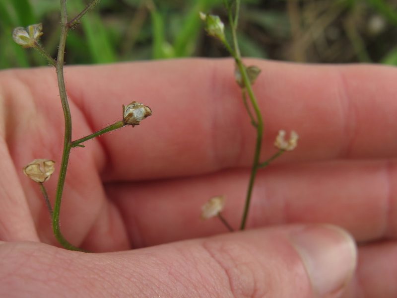 Nemesia pinnata, photographed by Jeremy Gilmore