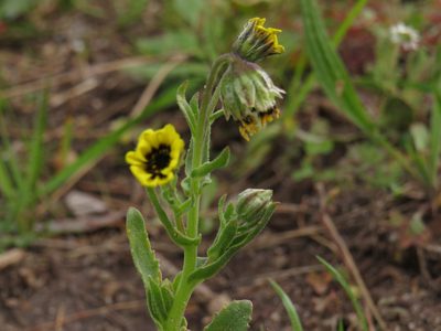 Osteospermum monstrosum, photographed by Jeremy Gilmore