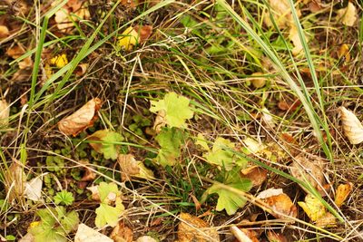 Alchemilla mininzonii, photographed by Вячеслав Юсупов