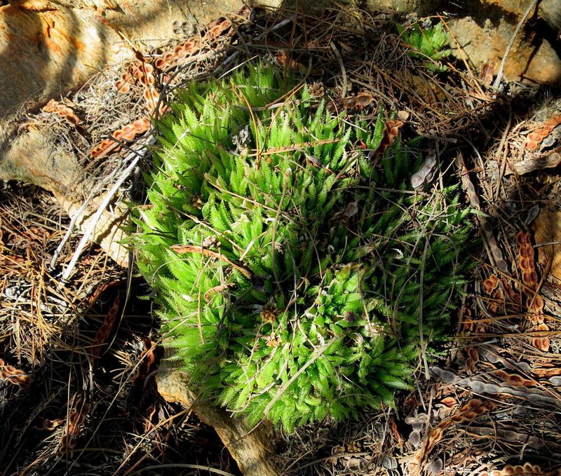 Haworthia outeniquensis, photographed by Di Turner