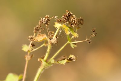 Alchemilla mininzonii