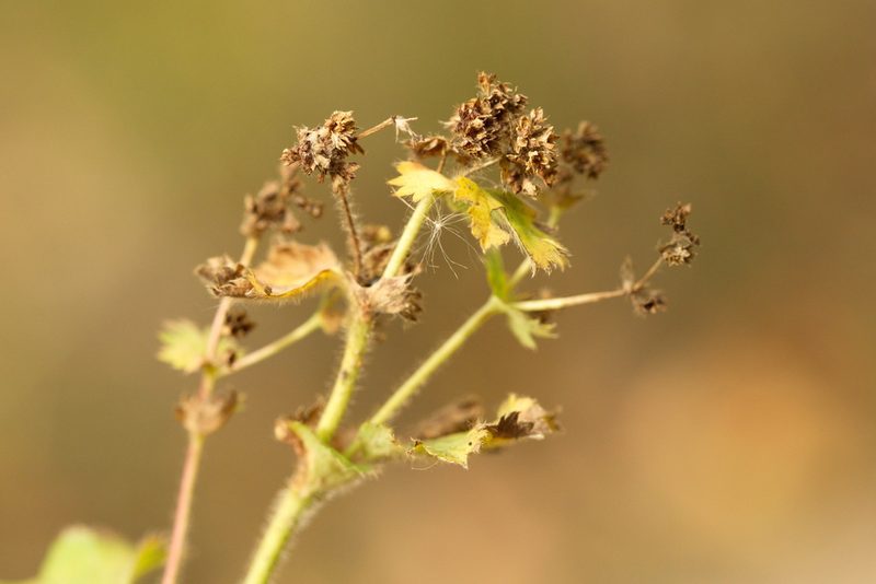 Alchemilla mininzonii, photographed by Вячеслав Юсупов