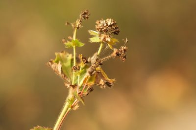 Alchemilla mininzonii, photographed by Вячеслав Юсупов
