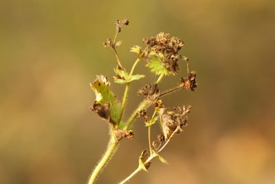 Alchemilla mininzonii, photographed by Вячеслав Юсупов