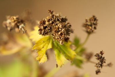 Alchemilla mininzonii, photographed by Вячеслав Юсупов