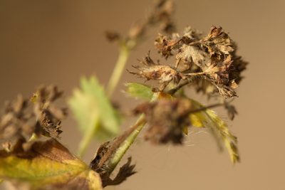Alchemilla mininzonii, photographed by Вячеслав Юсупов