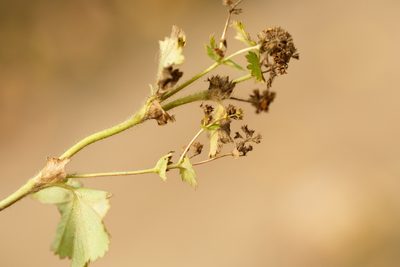 Alchemilla mininzonii, photographed by Вячеслав Юсупов