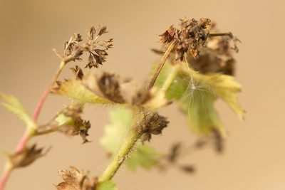 Alchemilla mininzonii, photographed by Вячеслав Юсупов