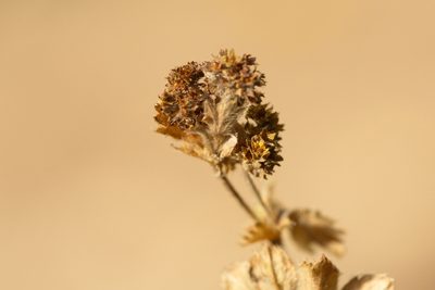 Alchemilla conglobata, photographed by Вячеслав Юсупов
