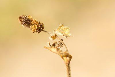 Alchemilla conglobata, photographed by Вячеслав Юсупов