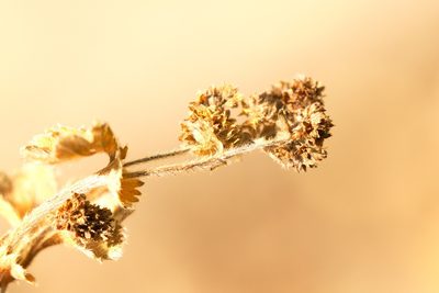Alchemilla conglobata, photographed by Вячеслав Юсупов