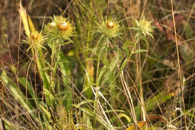 Carlina biebersteinii, photographed by Вячеслав Юсупов