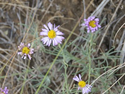 Erigeron filifolius, photographed by Erin Springinotic