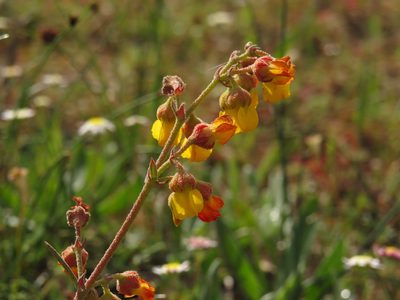 Hermannia multiflora, photographed by Jeremy Gilmore