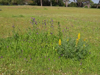 Lupinus luteus, photographed by Jeremy Gilmore