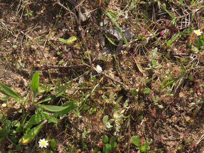 Thesium ecklonianum, photographed by Jeremy Gilmore