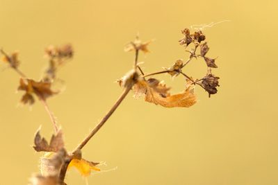 Alchemilla breviloba, photographed by Вячеслав Юсупов