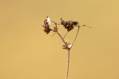 Alchemilla substrigosa, photographed by Вячеслав Юсупов