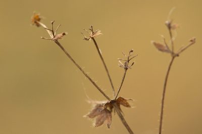 Alchemilla substrigosa, photographed by Вячеслав Юсупов