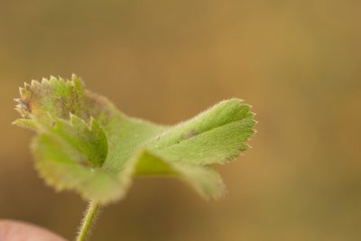 Alchemilla substrigosa, photographed by Вячеслав Юсупов