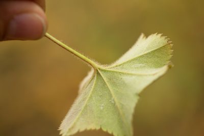 Alchemilla substrigosa, photographed by Вячеслав Юсупов