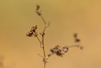 Alchemilla sarmatica
