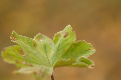 Alchemilla sarmatica, photographed by Вячеслав Юсупов