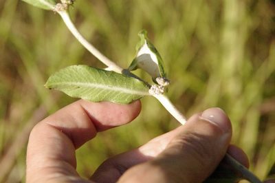 Asclepias viridiflora, photographed by Eric Knight