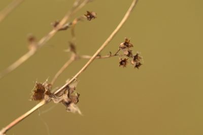 Alchemilla micans, photographed by Вячеслав Юсупов