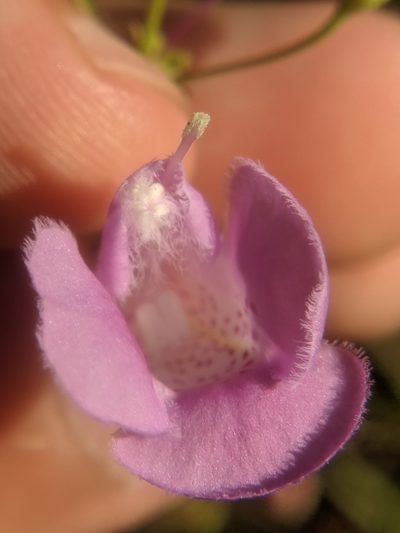 Agalinis homalantha, photographed by Eric Knight